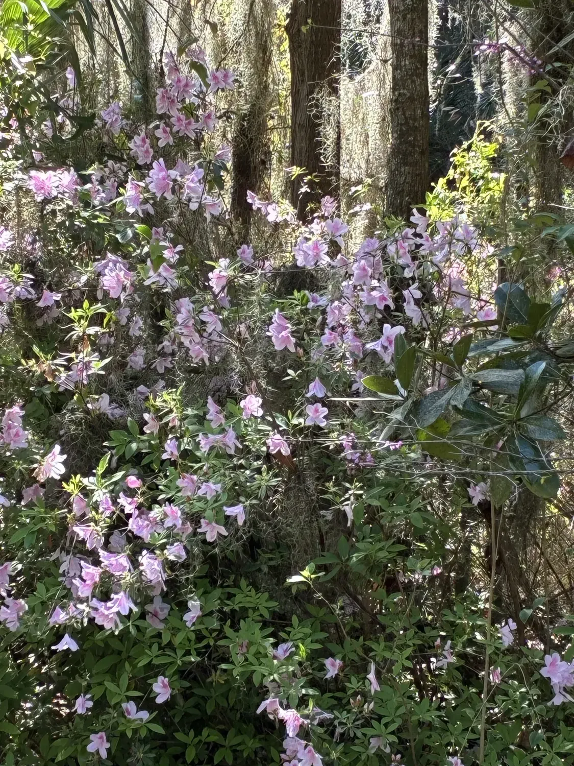 Pink azaleas blooming under live oaks in a Lowcountry spring garden.