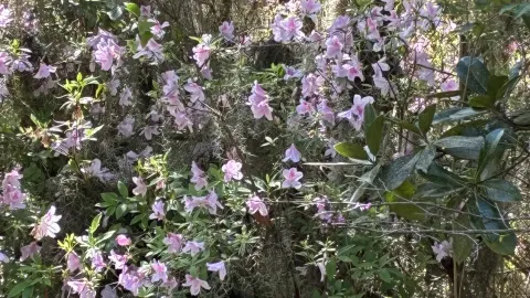 Pink azaleas blooming under live oaks in a Lowcountry spring garden.