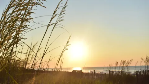 Golden sunrise over sand dunes at Myrtle Beach with sea oats gently swaying.